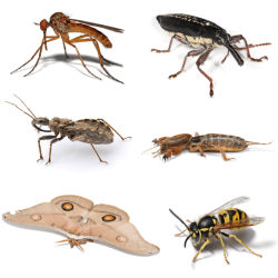 Insect collage file insects commons wikimedia description insectes species