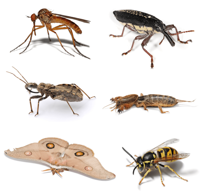 Insect collage file insects commons wikimedia description insectes species