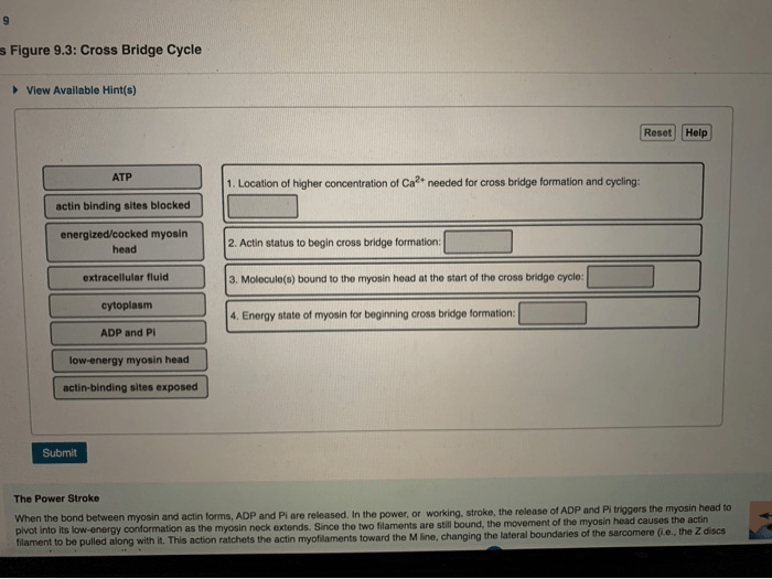 Focus figure 9.3 cross bridge cycle
