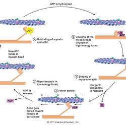 Mcat myosin muscle actin contraction cycle calcium cross bridge atp relaxation figure schoolbag info muscular biology system musculoskeletal essential review