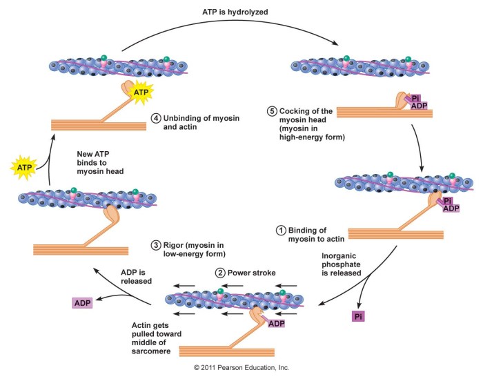 Mcat myosin muscle actin contraction cycle calcium cross bridge atp relaxation figure schoolbag info muscular biology system musculoskeletal essential review