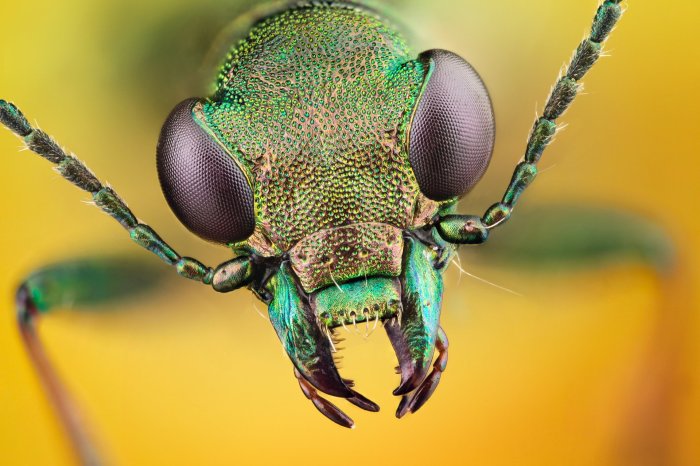 Insect insects wallpaperaccess wallpapersafari 1920 ecosia alphacoders