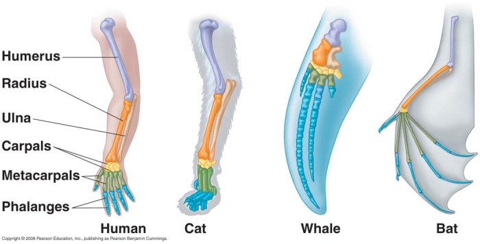 Vestigial homologous evidence organisms