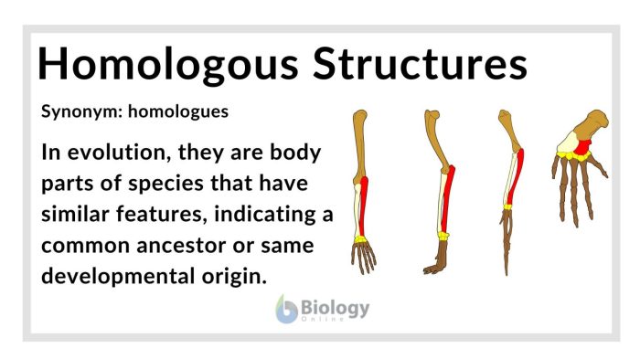 Which of the following statements about vestigial structures is accurate