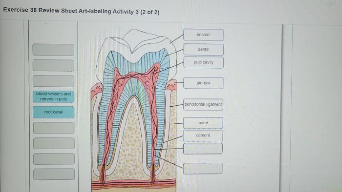Exercise 38 review sheet art-labeling activity 2