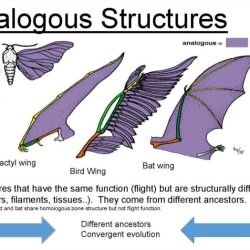 Homologous sayap evolutionary bat analogous bats anatomical hewan traits modification indicating blm hillebrand usfws kelelawar burung determining mempunyai fakta terbesar