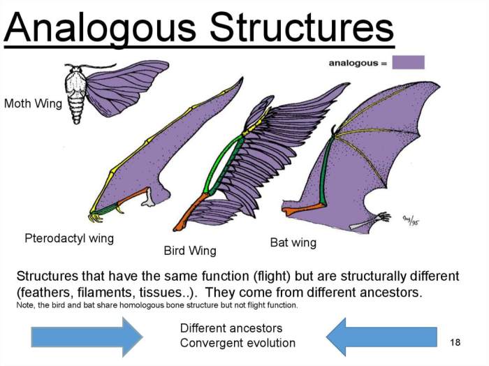 Homologous sayap evolutionary bat analogous bats anatomical hewan traits modification indicating blm hillebrand usfws kelelawar burung determining mempunyai fakta terbesar